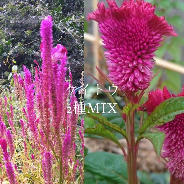 今年摂取 ケイトウ 2種 花の種 MIX 200粒