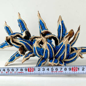 タビビトノキ 青い種 バラ 15 旅人の木 オオギバショウの画像9