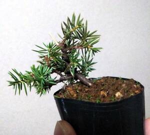 . pine mini bonsai height of tree 5.5cm super Mini legume ultimate small leaf . highest ...!!