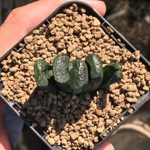 ハオルチア トルンカータ H. truncata cultivar (ex G. Marx) 玉扇 多肉植物