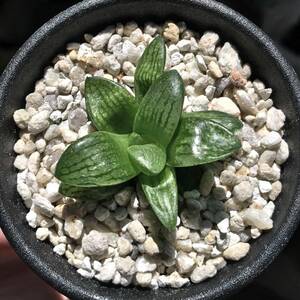 【原種】 ハオルチア ロディニー　H. rodinii n.n., JDV87-108, Gouritz Bridge　多肉植物