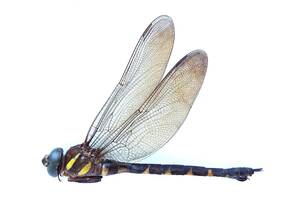 昆虫標本コシボソヤンマ♀_2023年栃木県産