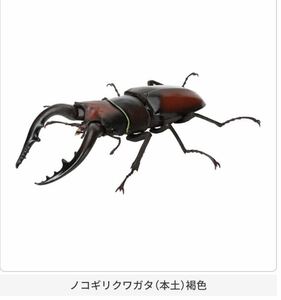 【内袋未開封新品】バンダイ いきもの大図鑑 くわがた06 ノコギリクワガタ 本土 褐色