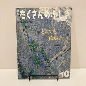 231114【ふしぎ新聞付き美品】月刊たくさんのふしぎ「どこでも花が・・・・・・」2006年10月号(第259号)正村征夫 福音館書店★当時物絵本