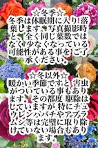 ●バラ苗 アローフォリーズ 第四種郵便 大輪 四季咲き 赤 斑入り 赤白絞り レッド バラ 薔薇 苗_画像9