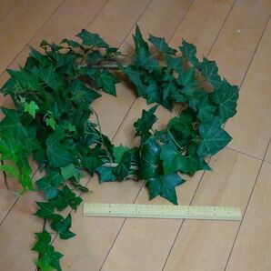 アイビーリース 生花リース 1m長あるアイビーをリース状に クリスマスに★または 植えて増やしても♪