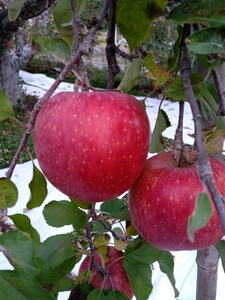信州産リンゴ　サンフジ　１，６ｋｇ完熟　ご家庭用・秀品含む　産直直送