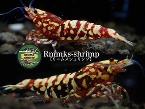 【Rmmks-shrimp（リームス）】【特別セット】次世代種親　dark RED GALAXY zebra ダークレッドギャラクシーゼブラ　ペア＋若め8匹　計10匹