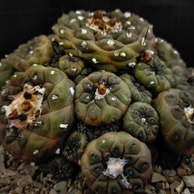 コピアポア　バルクテンシス　Copiapoa hypogaea var Barquitensis キズあり　発根済み　　ロウルサンコ　_画像1