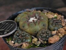 コピアポア　バルクテンシス　Copiapoa hypogaea var Barquitensis キズあり　発根済み　　ロウルサンコ　_画像9