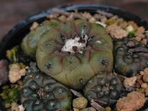 コピアポア　バルクテンシス　Copiapoa hypogaea var Barquitensis キズあり　発根済み　　ロウルサンコ　_画像10