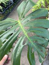 モンステラ・デリシオサ・マクロコズム　★　Monstera Deliciosa ' Macrocosm '_画像4