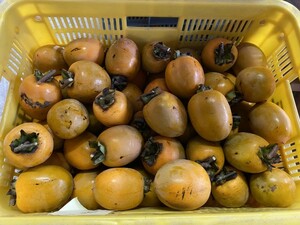 徳島産　大和柿　干し柿用　10キロ　　　中～大　　　やまと