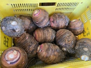 徳島産　セレベス　親芋　10キロ　大～特大サイズ　　里芋　　あかめ　　赤芽