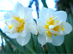 大3球 450円 チャッフルネス 水仙 白×イエロー 八重咲き 房咲き 芳香性