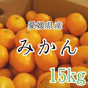 1愛媛みかん 2999円 15kg 愛媛県産 訳あり家庭用