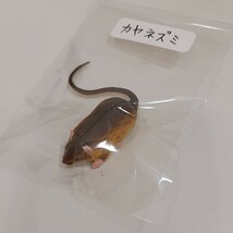 まとめ フルタ チョコエッグ 海洋堂 動物 昆虫 10個 セット 本体のみ / チョコエッグ 非売品シール セット / フィギュア_画像3