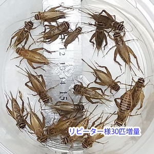 【夏仕様・ネコポス】【送料無料】成虫（Lサイズ）100匹 ヨーロッパイエコオロギ(26）
