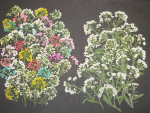  pressed flower material 4716 alyssum ( coloring equipped )