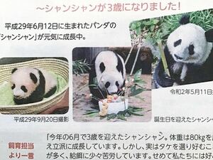 シャンシャンが3歳になりました！記事　折り目あり