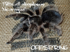 ●格安スタート！【2匹セット】2.5-3cm カーリーヘアー【Tliltocatl albopilosus（ex.Brachypelma）ニカラグア産】タランチュラ