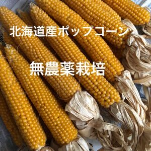 無農薬栽培　北海道産ポップコーン　150g 無添加オヤツに最適です！　とうもろこし２本分程度