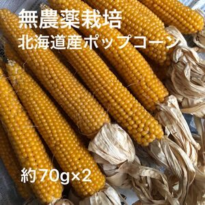 無農薬栽培　北海道ポップコーン　とうきび　とうもろこし　約70g(2〜3人分)×2セット