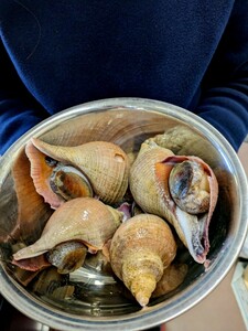 ★お家でご馳走・コリコリ感がたまりません！日本海の活・西バイ貝4個！酒の肴に如何でしょうか？！