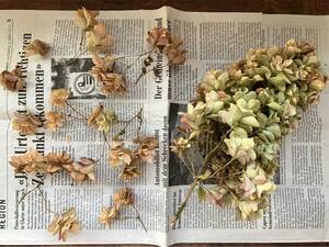 [ together shipping possible ] less pesticide dry flower ka wrinkle ba hydrangea interior 