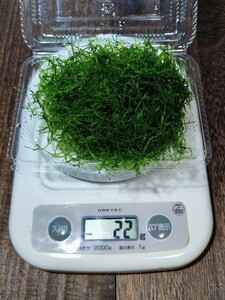 【無農薬】ウィローモス たっぷり20g　★　メダカ ビオトープ ミナミヌマエビ 水草 