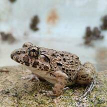 【M・20匹】餌用カエル 活餌 約3～4cm ヌマガエル エサ用 蛙 飼育 CB ケロリウム 爬虫類 肉食熱帯魚 ヘビ 蛇 へびの餌 アロワナ ピラニア_画像10