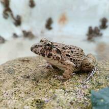 【M・20匹】餌用カエル 活餌 約3～4cm ヌマガエル エサ用 蛙 飼育 CB ケロリウム 爬虫類 肉食熱帯魚 ヘビ 蛇 へびの餌 アロワナ ピラニア_画像9