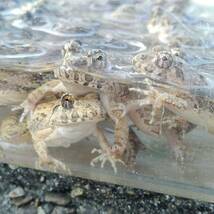 【S10匹】餌用カエル 活餌 約2～3cm ヌマガエル エサ用 蛙 飼育 CB ケロリウム 爬虫類 肉食熱帯魚 ヘビ 蛇 へびの餌 アロワナ ピラニアの餌_画像2