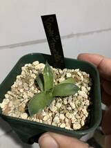 Agave parryi var. truncata 'Bed of Nails' アガベ パリー ベッドオブネイルズ　子株_画像4