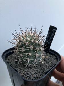 ピロカクタス（エリオシケ）・ブルボカリクスPYRRHOCACTUS BULBOCALYX サボテン　逆豹丸　11-12