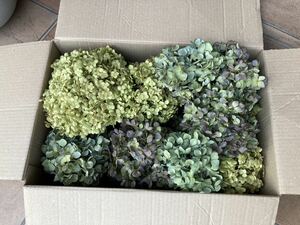 摘みたて秋色紫陽花 とアナベル箱いっぱい北海道