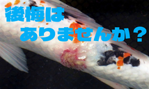 ★新しいお魚にちょっと待った! トリートメント 養生 薬浴に★ 乾燥南天 50g＋α(～70ｇ) ★1500円オマケ有★ 尾腐れ 穴あき エラ病 めだか_画像2