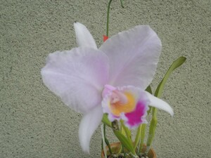 洋蘭 カトレア 原種 トリアネ C.trianaei ‘Nishida’ OG