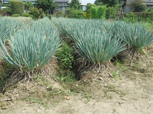 ☆今月のサービス品☆苗◆無限分けねぎ　約２ｋｇ 30～60本 ネギ坊主無し 葱 贅沢　ふかや産