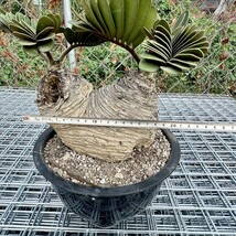 B45-16 観葉植物 ザミア（メキシコソテツ）蘇鉄 巨大 大きい 綺麗株_画像10