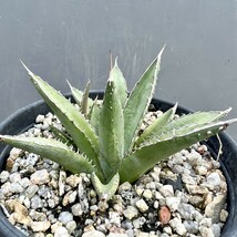 B62-16 名は知れません 超密集背刺種 agave no name アガベ 無名 密集背刺 付子株_画像5