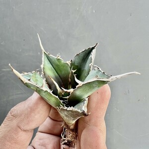 B60-19 アガベ チタノタ 【Agave Titanota Green Ghost 】 緑幽霊