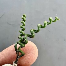 B21-28 多肉植物 Albuca bruce-bayeri (実生) 3株 _画像4