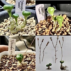 B9-4 珍奇植物 多肉植物Tylecodon opelii 3株 