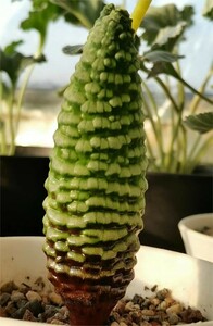 B9-16 多肉植物 珍奇塊根植物つくし玉 ブルビネ ブルインシー 極上株