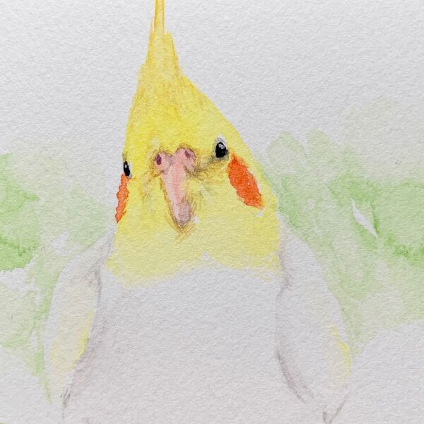 オカメインコ 水彩画 イラスト