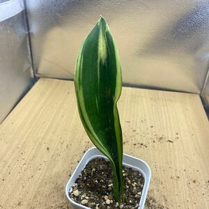 サンスベリア ゴールドフレーム　SANSEVIERIA GOLDEN FLAME 多肉植物　サンセベリア　