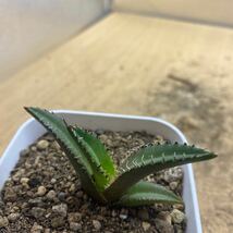 アガベ チタノタ シーザー AGAVE TITANOTA CAESAR 多肉植物 Agave titanota _画像2