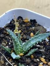 Aloe hyb アロエ ハイブリッド hybrid　多肉植物　サボテン_画像1