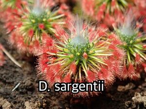 ■食虫植物/モウセンゴケ/ピグミードロセラ D.sargentiiのムカゴ